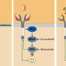 Triple Therapy Bernards