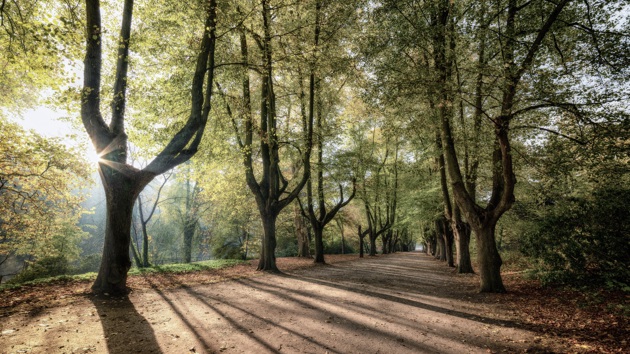 Evgenit Trees Sunrise 3796183