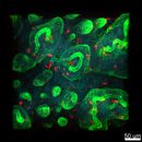 Afbeelding Cel Fdijkgraaf