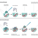 Illustratie Neo Adjuvante Immuuntherapie C Jacqueline Staring