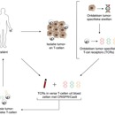 T Cell Proces