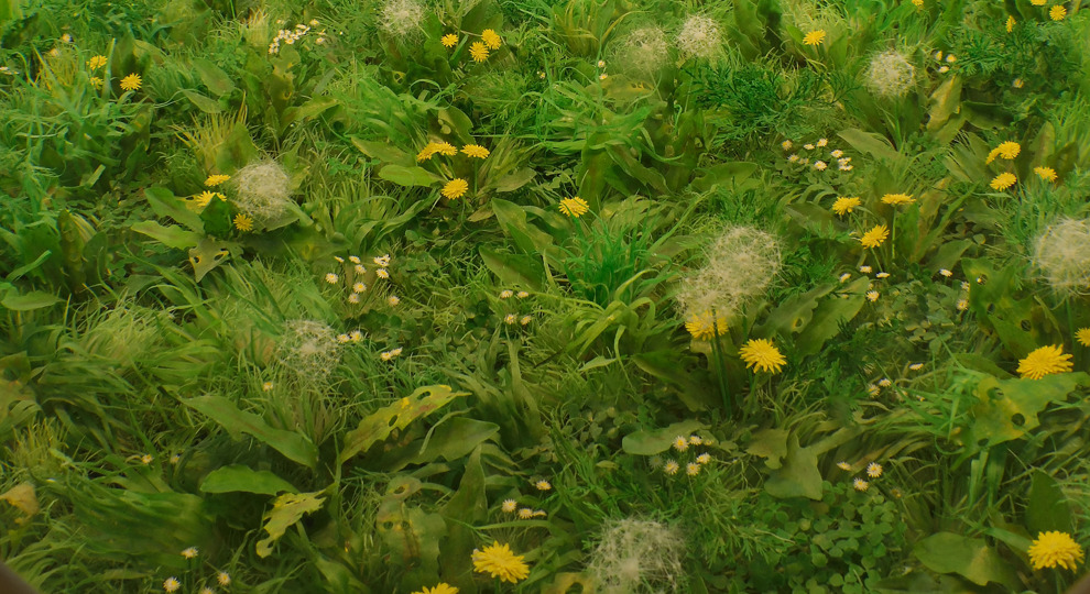 Patrick Jacobs Dandelion Fields CU