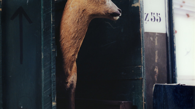 Danilelle van Ark - Deer