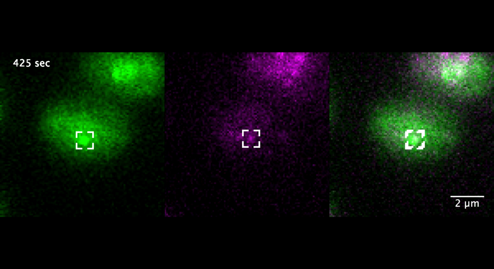 Molecular Cell Tineke Lenstra