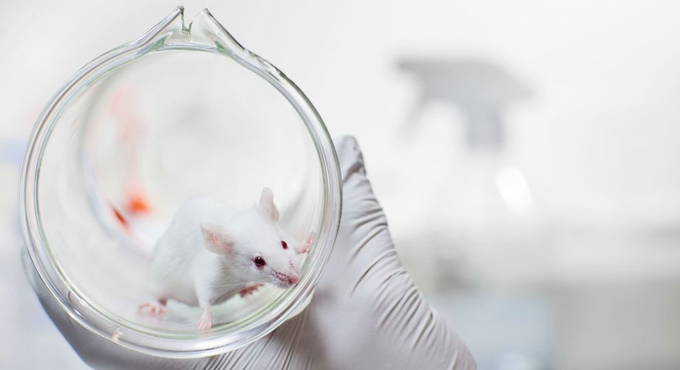 proefdierenonderzoek muis