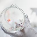 proefdierenonderzoek muis