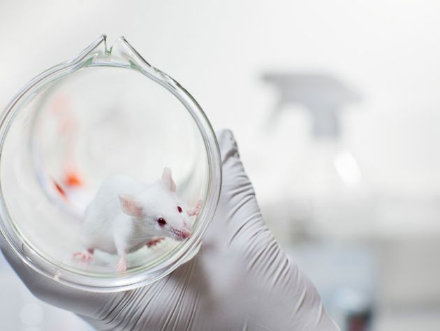 proefdierenonderzoek muis