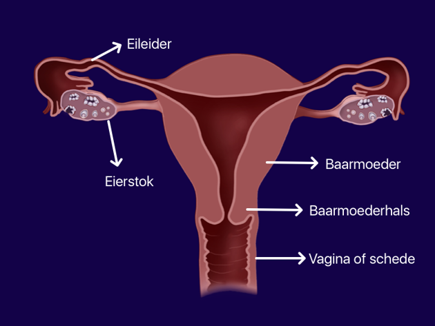 Anatomie1drawmd