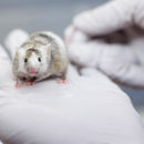 Muis Animal Lab