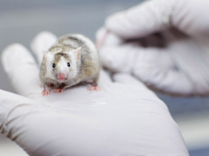 Muis Animal Lab