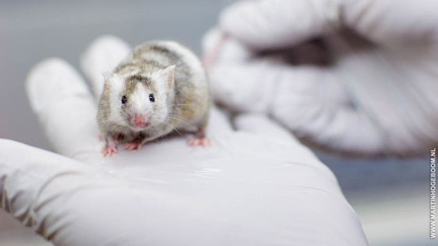 Muis Animal Lab