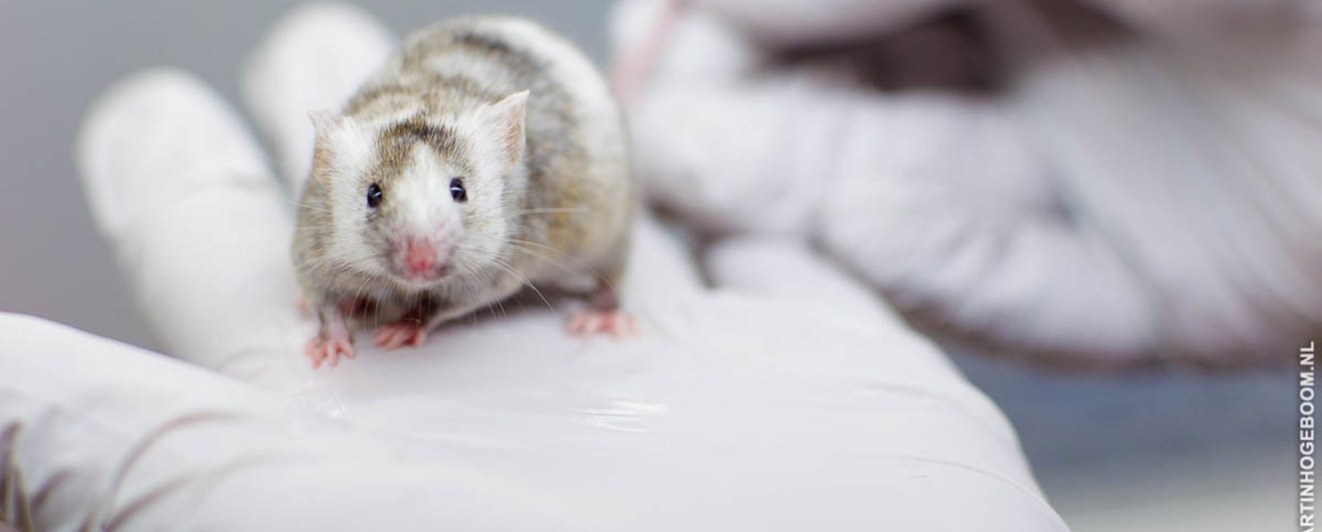 Muis Animal Lab
