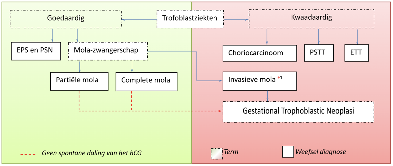 Trofoblast Voorhetgesprek 1 Schema