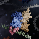 Zincore Structure