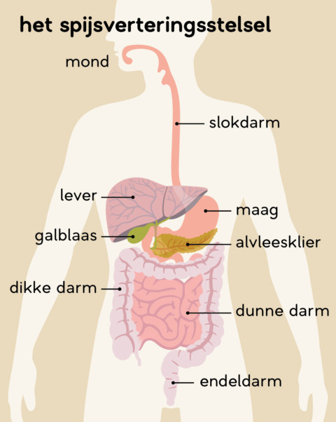 https://www.mlds.nl/content/uploads/MLDS_spijsverteringsstelsel-e1604326369237.jpg