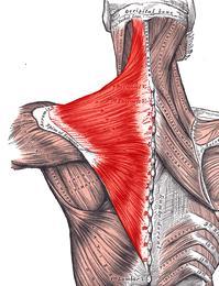 trapezius