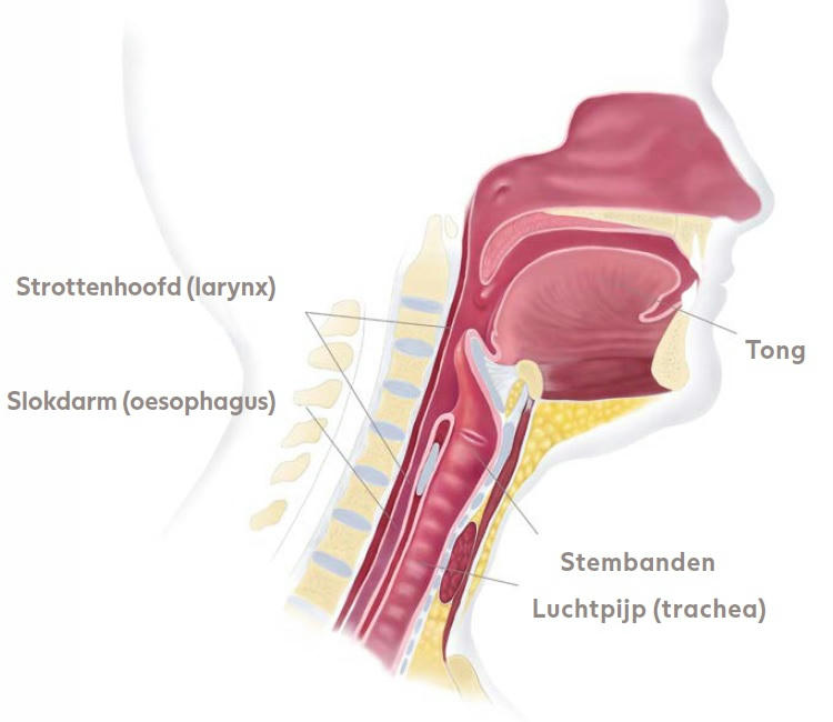 https://www.atosmedical.nl/images/image/1200xAUTO/wp-content/uploads/sites/14/2023/01/Voor-een-totale-laryngectomie.jpg.avif