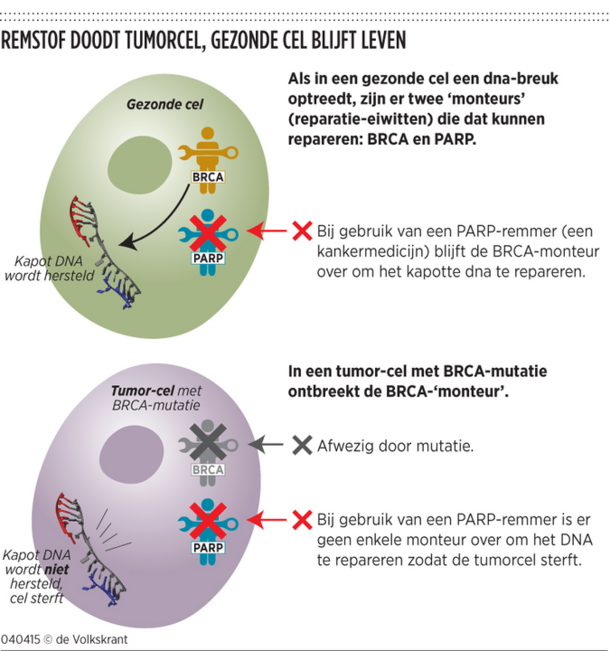 http://kanker-actueel.nl/images/Parpremmer%20bij%20BRCA(3).png