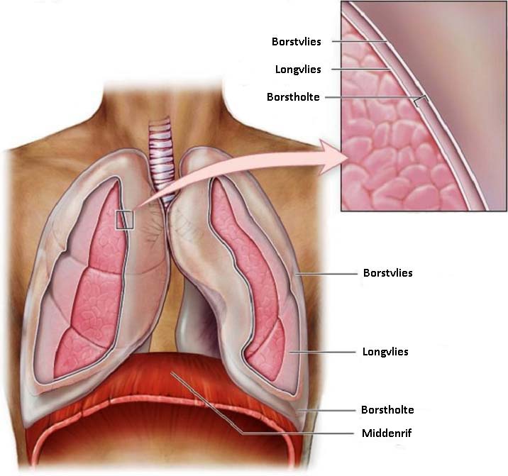 pleura