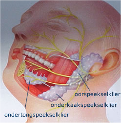 speekselklier[1]