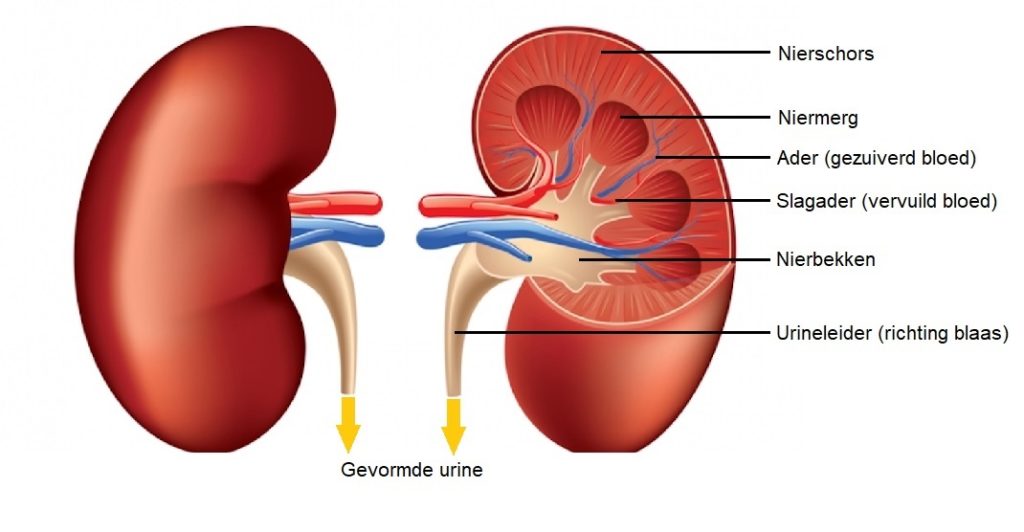 https://www.vasculitis.nl/wp-content/uploads/2020/07/1_nieren_1-1024x532.jpg