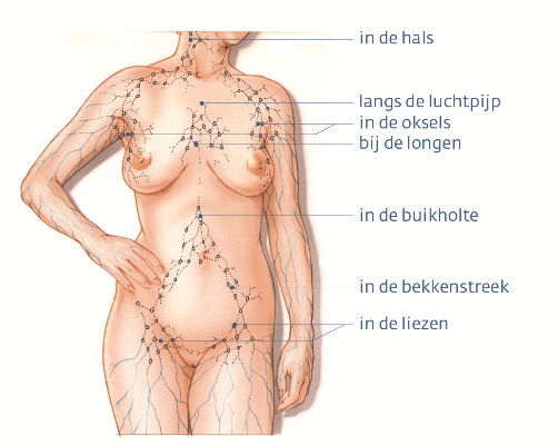 https://www.kanker.nl/uploads/image_element/content/4304/Lymfestelsel-vrouw-met-tekst.jpg