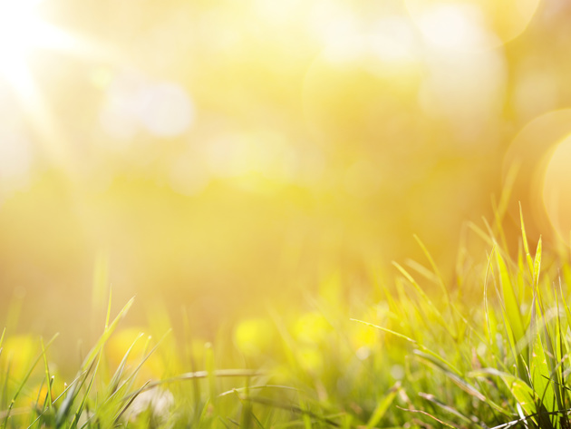 Zon Op Gras Adobestock