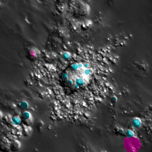 Picture Arnoldus Et Al