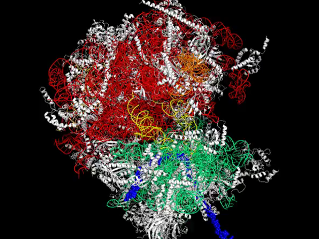 Ribosome