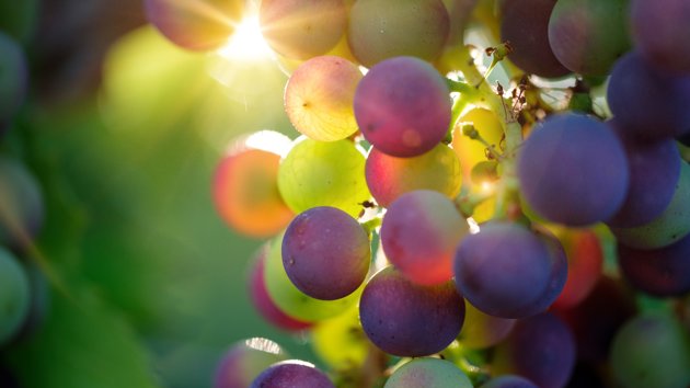Bru No Grapes 3550733