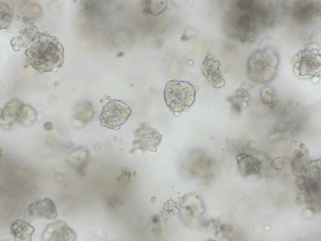 Organoids